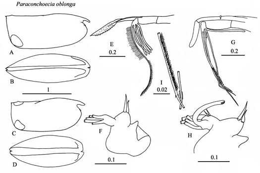 Drawings of Paraconchoecia  oblonga