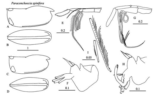 Drawings of Paraconchoecia  spinifera