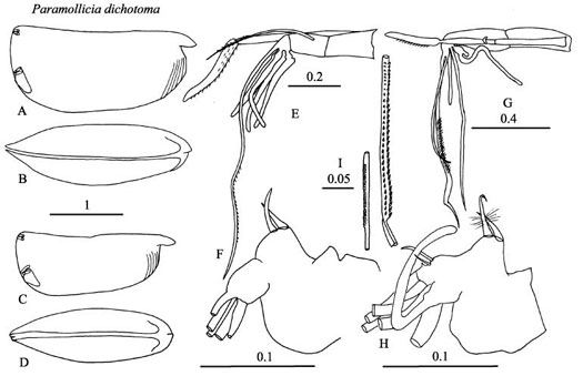 Drawings of Paramollicia  dichotoma