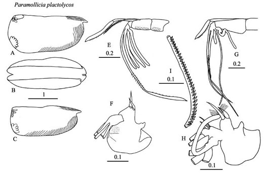 Drawings of Paramollicia  plactolycos