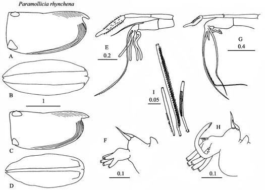 Drawings of Paramollicia  rhynchena