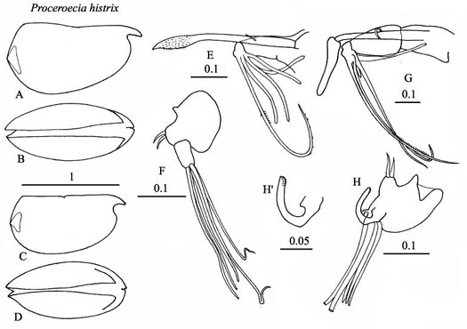 Drawings of Porroecia  hystrix