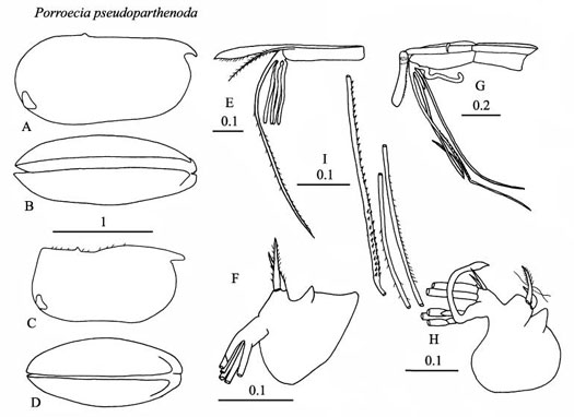Drawings of Porroecia  pseudoparthenoda