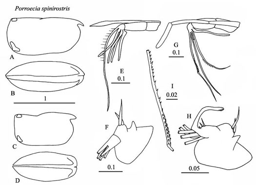 Drawings of Porroecia  spinirostris