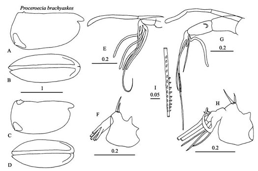 Drawings of Proceroecia  brachyaskos