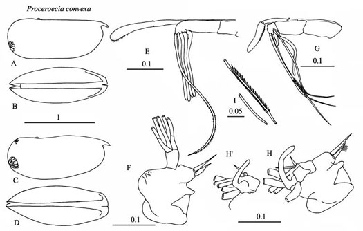 Drawings of Proceroecia  convexa