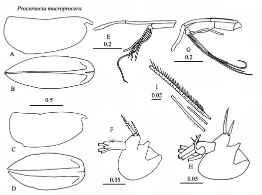 Drawings of Proceroecia  macroprocera