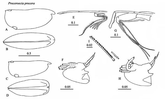 Drawings of Proceroecia  procera