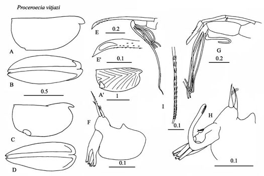 Drawings of Proceroecia  vitjazi