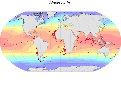 Distribution map for Alacia  alata alata