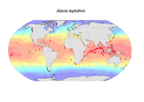 Distribution map for Alacia  leptothrix