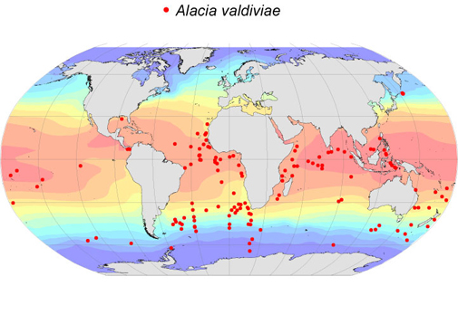 Distribution map for Alacia  valdiviae