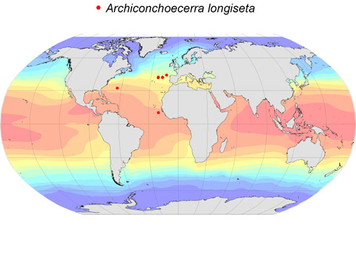 Distribution map for Archiconchoecerra  longiseta