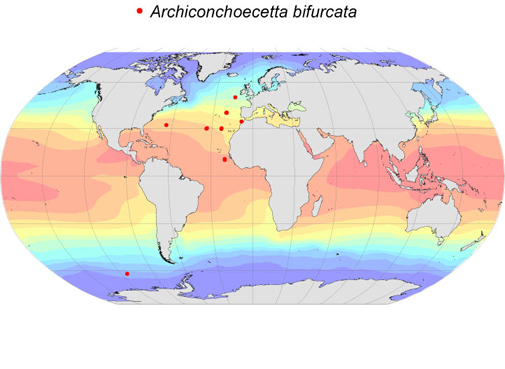 Distribution map for Archiconchoecetta  bifurcata