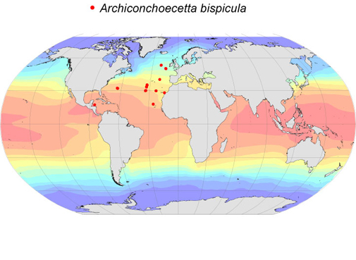 Distribution map for Archiconchoecetta  bispicula