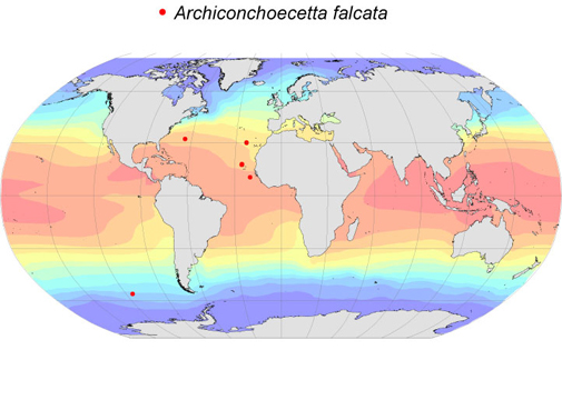 Distribution map for Archiconchoecetta  falcata