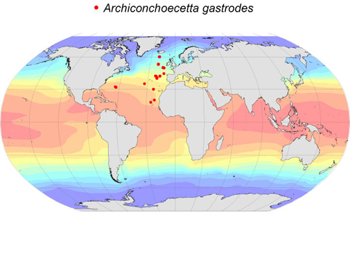 Distribution map for Archiconchoecetta  gastrodes
