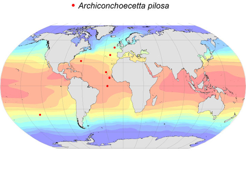 Distribution map for Archiconchoecetta  pilosa
