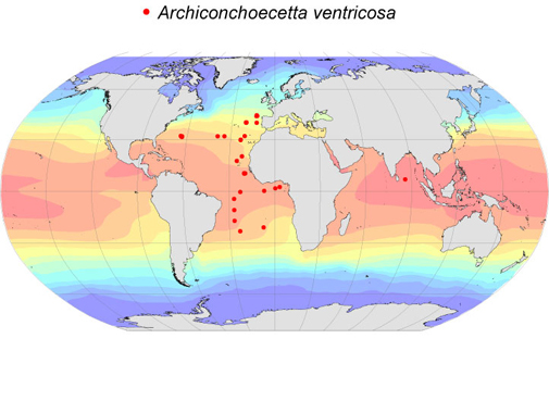 Distribution map for Archiconchoecetta  ventricosa