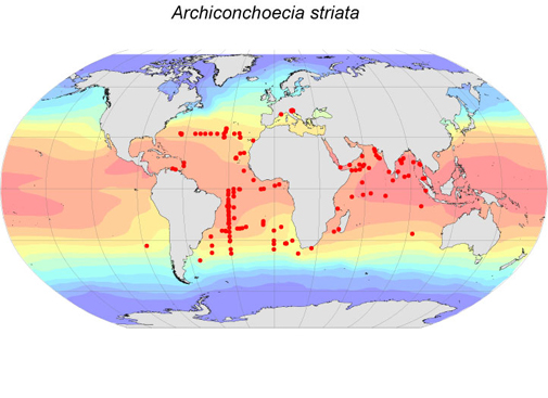 Distribution map for Archiconchoecia  striata