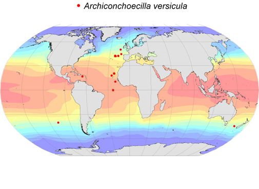 Distribution map for Archiconchoecilla  versicula