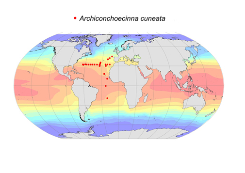 Distribution map for Archiconchoecinna  cuneata