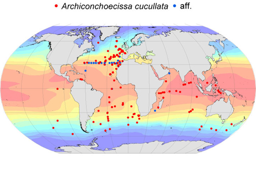 Distribution map for Archiconchoecissa aff. cucullata