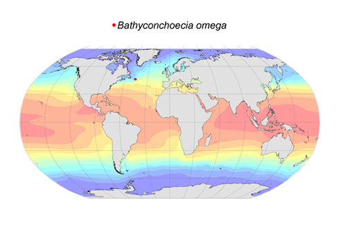 Distribution map for Bathyconchoecia  omega