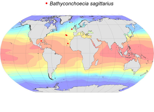 Distribution map for Bathyconchoecia  sagittarius
