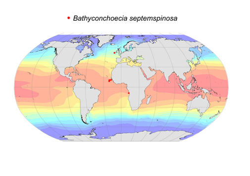 Distribution map for Bathyconchoecia  septemspinosa