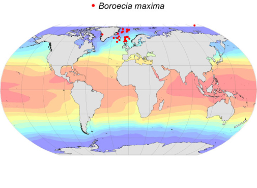Distribution map for Boroecia  maxima
