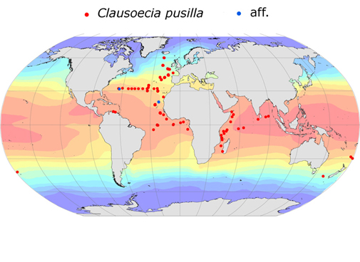 Distribution map for Clausoecia  pusilla