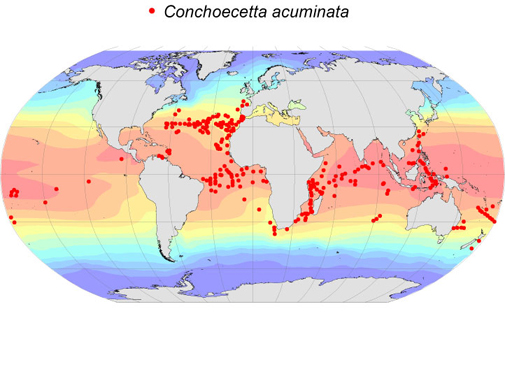 Distribution map for Conchoecetta  acuminata