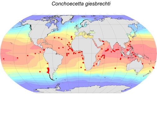 Distribution map for Conchoecetta  giesbrechti