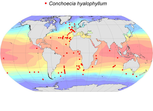 Distribution map for Conchoecia  hyalophyllum