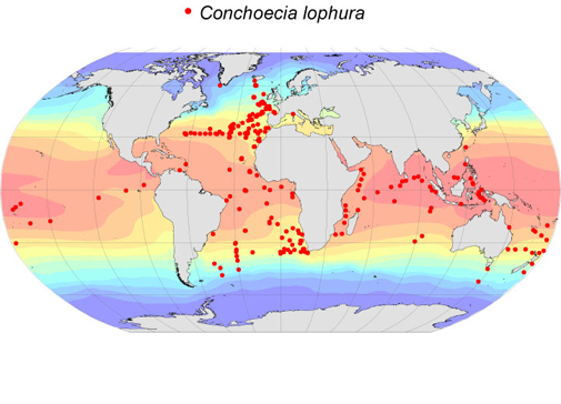 Distribution map for Conchoecia  lophura