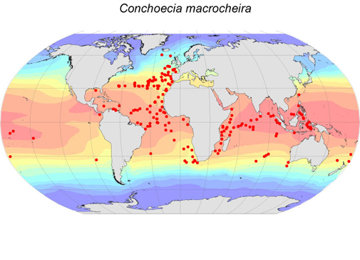 Distribution map for Conchoecia  macrocheira