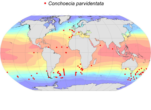 Distribution map for Conchoecia  parvidentata