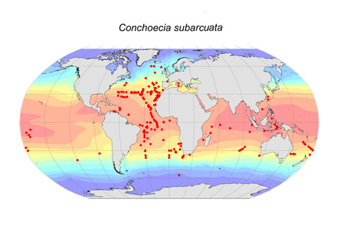 Distribution map for Conchoecia  subarcuata