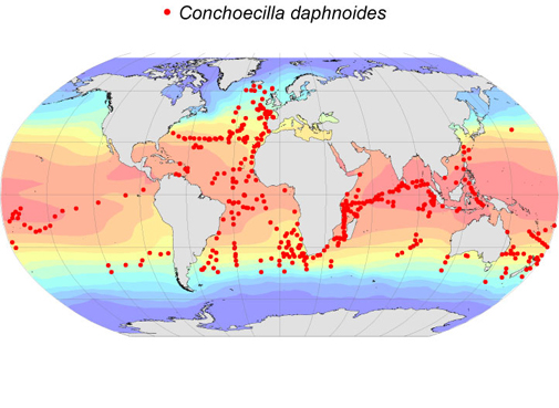 Distribution map for Conchoecilla  daphnoides