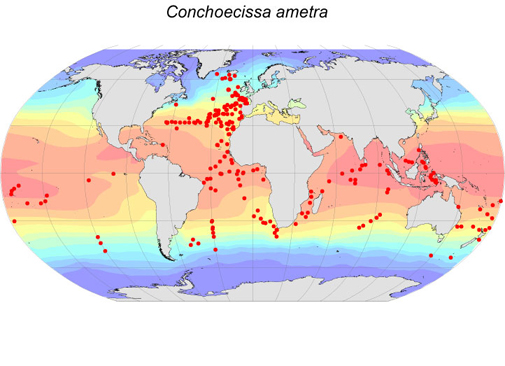 Distribution map for Conchoecissa  ametra