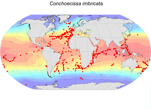 Distribution map for Conchoecissa  imbricata