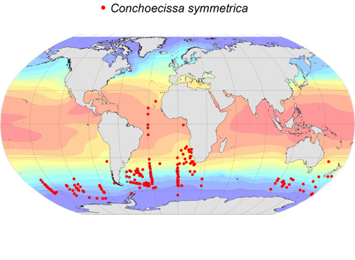 Distribution map for Conchoecissa  symmetrica