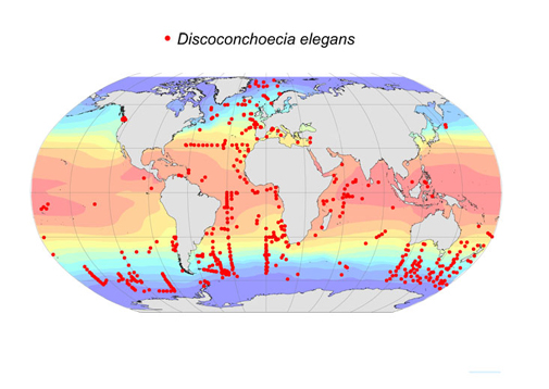 Distribution map for Discoconchoecia  elegans