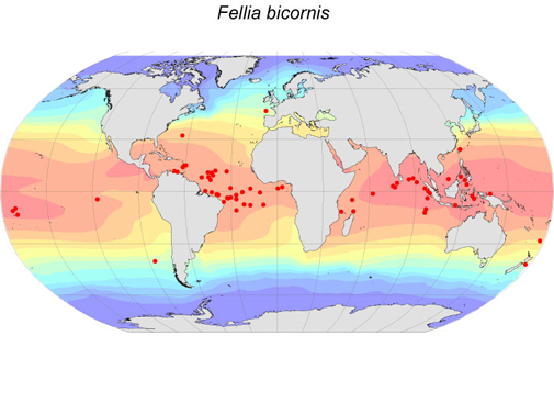 Distribution map for Fellia  bicornis