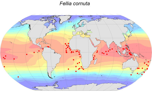 Distribution map for Fellia  cornuta
