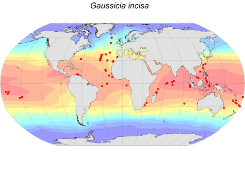 Distribution map for Gaussicia  incisa