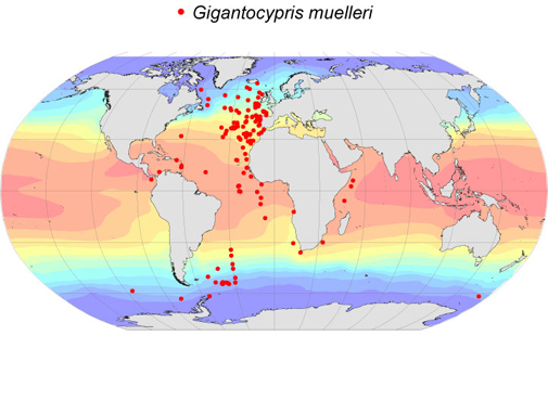 Distribution map for Gigantocypris  muelleri
