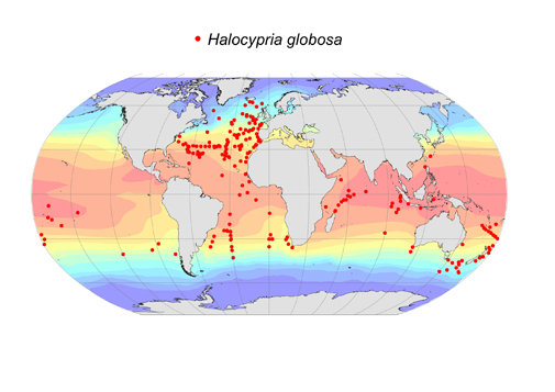 Distribution map for Halocypria  globosa