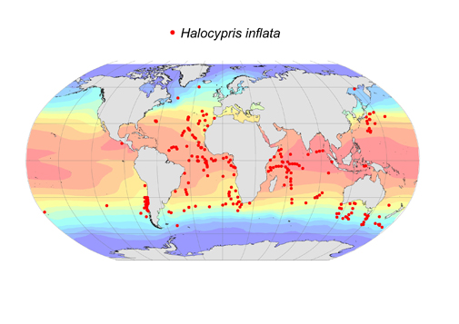 Distribution map for Halocypris  inflata